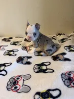 Bruno, a male Boston Terrier for sale in Lakeland, FL – 7 of 7