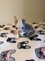 Bruno, a male Boston Terrier for sale in Lakeland, FL – 4 of 7