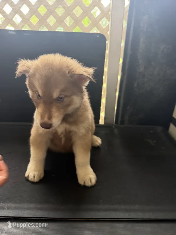  Charlie – Siberian Husky puppy for sale in Lakeland, FL