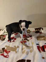 Sassy, a female Boston Terrier for sale in Lakeland, FL – 3 of 4