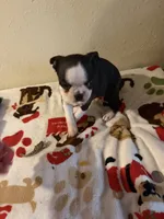 Sassy, a female Boston Terrier for sale in Lakeland, FL – 2 of 4