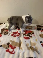 Layla, a female Boston Terrier for sale in Lakeland, FL – 4 of 7