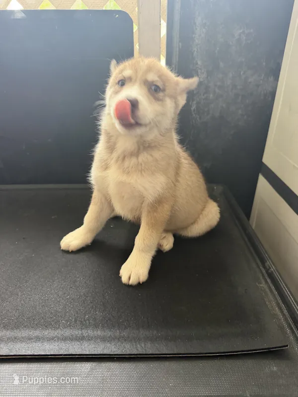 Millie – Siberian Husky puppy for sale in Lakeland, FL