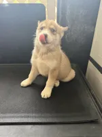 Millie, a female Siberian Husky for sale in Lakeland, FL – 1 of 2