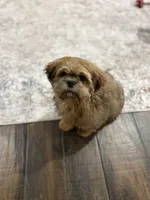 Diesel, a male Shih Tzu for sale in Houston, TX – Photo 3 of 6