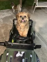 Diesel, a male Shih Tzu for sale in Houston, TX – Photo 6 of 6