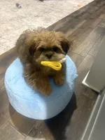 Diesel, a male Shih Tzu for sale in Houston, TX – Photo 5 of 6