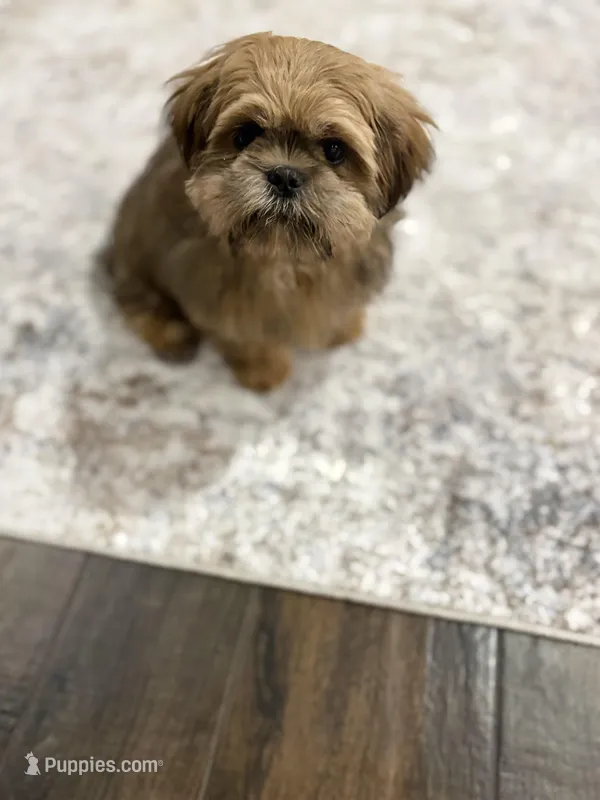 Diesel – Shih Tzu puppy for sale in Houston, TX