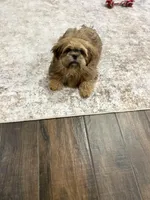 Diesel, a male Shih Tzu for sale in Houston, TX – Photo 4 of 6