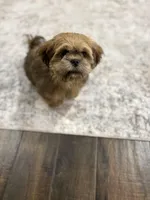 Diesel, a male Shih Tzu for sale in Houston, TX – Photo 2 of 6