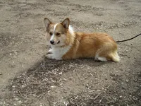 Cheeto, a male Pembroke Welsh Corgi for sale in Dell Rapids, SD – Photo 3 of 3