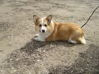 Cheeto, a male Pembroke Welsh Corgi for sale in Dell Rapids, SD – Photo 1 of 3