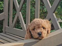 Rilla, a female Cavapoo for sale in Charlottesville, VA – Photo 1 of 8
