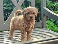 Rilla, a female Cavapoo for sale in Charlottesville, VA – Photo 2 of 8