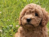 Rilla, a female Cavapoo for sale in Charlottesville, VA – Photo 8 of 8