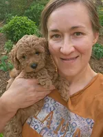 Rilla, a female Cavapoo for sale in Charlottesville, VA – Photo 7 of 8