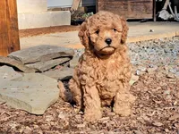 Rilla, a female Cavapoo for sale in Charlottesville, VA – Photo 4 of 8