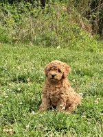 Rilla, a female Cavapoo for sale in Charlottesville, VA – Photo 5 of 8