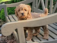 Rilla, a female Cavapoo for sale in Charlottesville, VA – Photo 6 of 8
