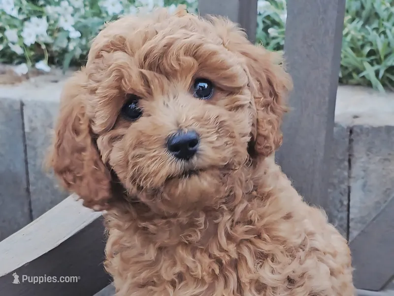 Rilla – Cavapoo puppy for sale in Charlottesville, VA