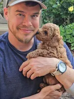 Tansy, a female Cavapoo for sale in Charlottesville, VA – Photo 7 of 8