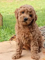 Tansy, a female Cavapoo for sale in Charlottesville, VA – Photo 8 of 8