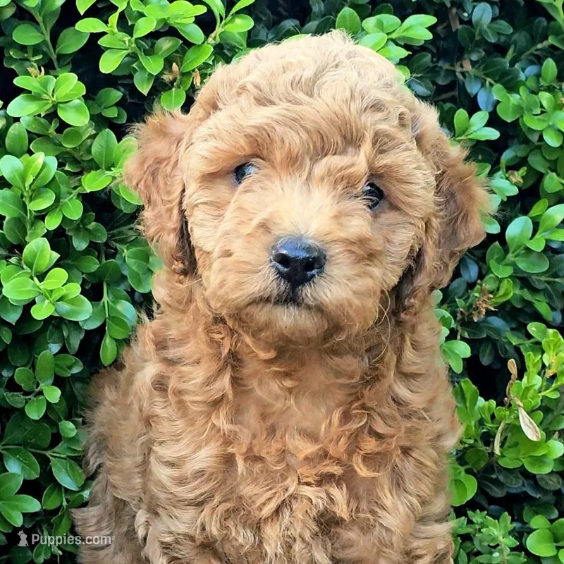 Tansy – Cavapoo puppy for sale in Charlottesville, VA