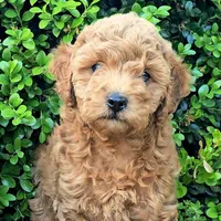 Tansy, a female Cavapoo for sale in Charlottesville, VA – Photo 1 of 8