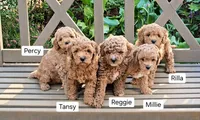 Tansy, a female Cavapoo for sale in Charlottesville, VA – Photo 3 of 8
