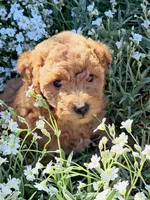 Tansy, a female Cavapoo for sale in Charlottesville, VA – Photo 6 of 8
