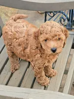 Tansy, a female Cavapoo for sale in Charlottesville, VA – Photo 2 of 8