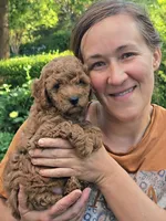 Tansy, a female Cavapoo for sale in Charlottesville, VA – Photo 4 of 8