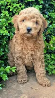 Tansy, a female Cavapoo for sale in Charlottesville, VA – Photo 5 of 8