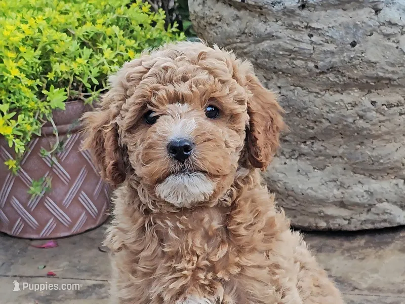 Reggie – Cavapoo puppy on hold in Charlottesville, VA