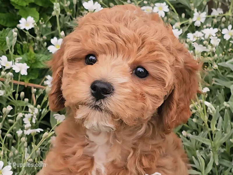 Millie – Cavapoo puppy for sale in Charlottesville, VA