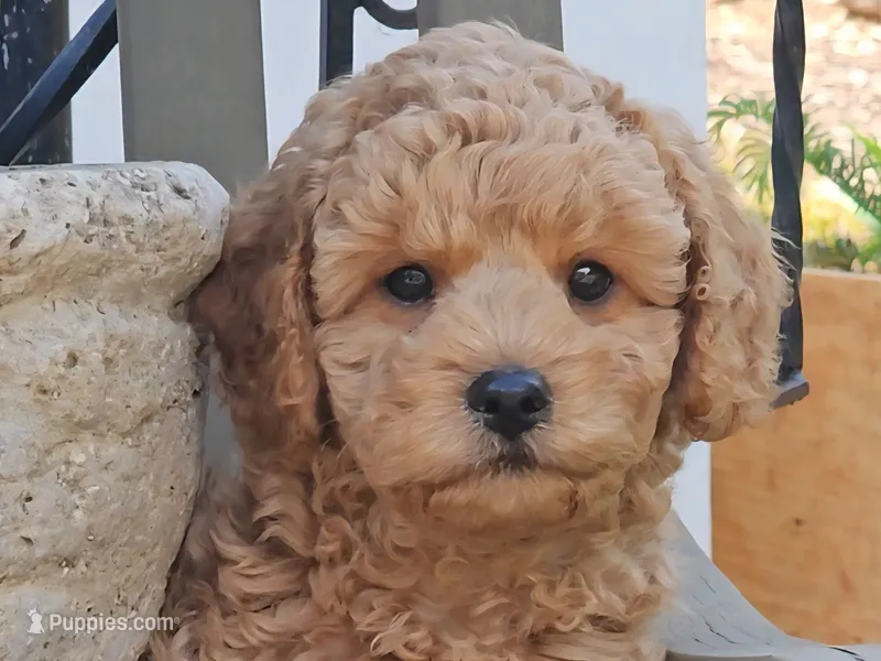 Percy – Cavapoo puppy for sale in Charlottesville, VA