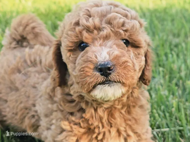 Reggie – Cavapoo puppy for sale in Charlottesville, VA
