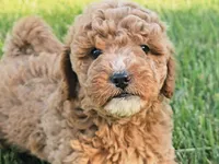 Reggie, a male Cavapoo for sale in Charlottesville, VA – Photo 1 of 7