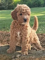 Reggie, a male Cavapoo for sale in Charlottesville, VA – Photo 5 of 7