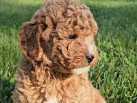 Reggie, a male Cavapoo for sale in Charlottesville, VA – Photo 7 of 7