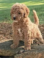 Reggie, a male Cavapoo for sale in Charlottesville, VA – Photo 2 of 7