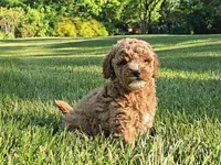 Reggie, a male Cavapoo for sale in Charlottesville, VA – Photo 6 of 7
