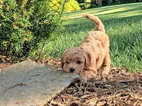Millie, a female Cavapoo for sale in Charlottesville, VA – Photo 2 of 9