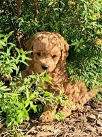 Millie, a female Cavapoo for sale in Charlottesville, VA – Photo 8 of 9