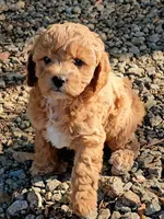 Millie, a female Cavapoo for sale in Charlottesville, VA – Photo 9 of 9