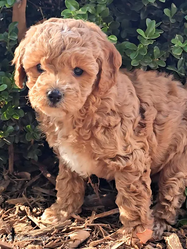 Millie – Cavapoo puppy for sale in Charlottesville, VA