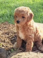 Millie, a female Cavapoo for sale in Charlottesville, VA – Photo 5 of 9