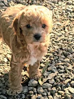 Millie, a female Cavapoo for sale in Charlottesville, VA – Photo 3 of 9