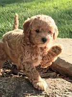 Millie, a female Cavapoo for sale in Charlottesville, VA – Photo 6 of 9