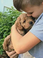 Percy, a male Cavapoo for sale in Charlottesville, VA – Photo 1 of 8